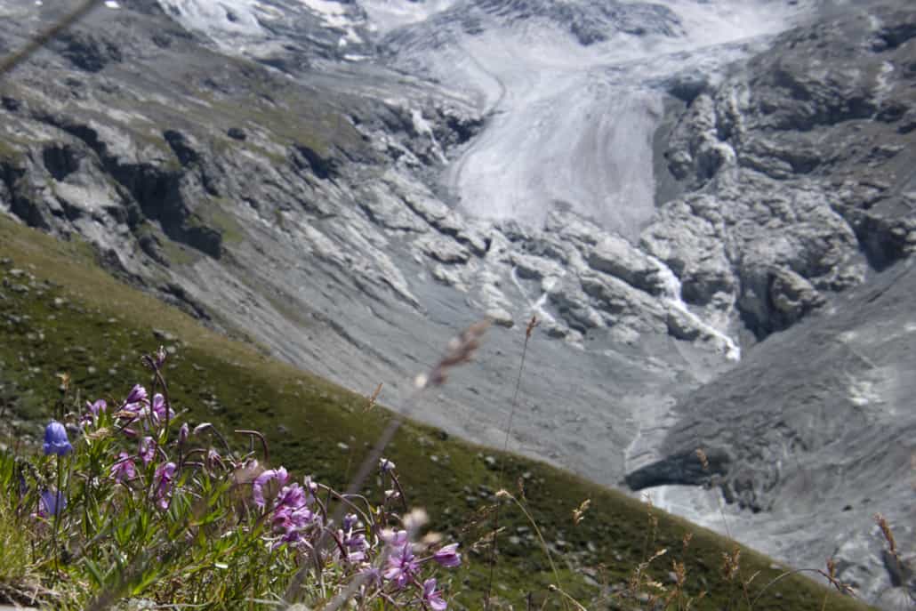 Flore Hérens